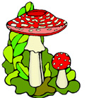 amanita muscaria